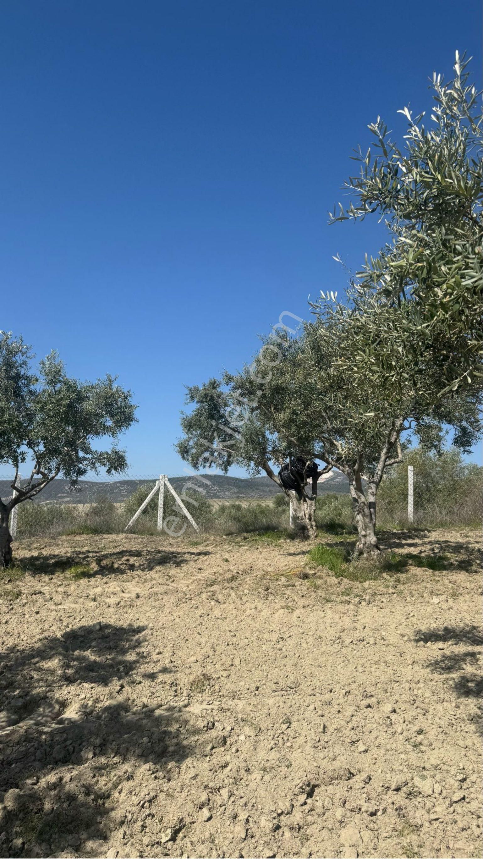 Beyaz Gayrımenkulden Saruhanlı Gözlet Mh 3,450 M2 Fırsat Zeytinlik - Görsel 21