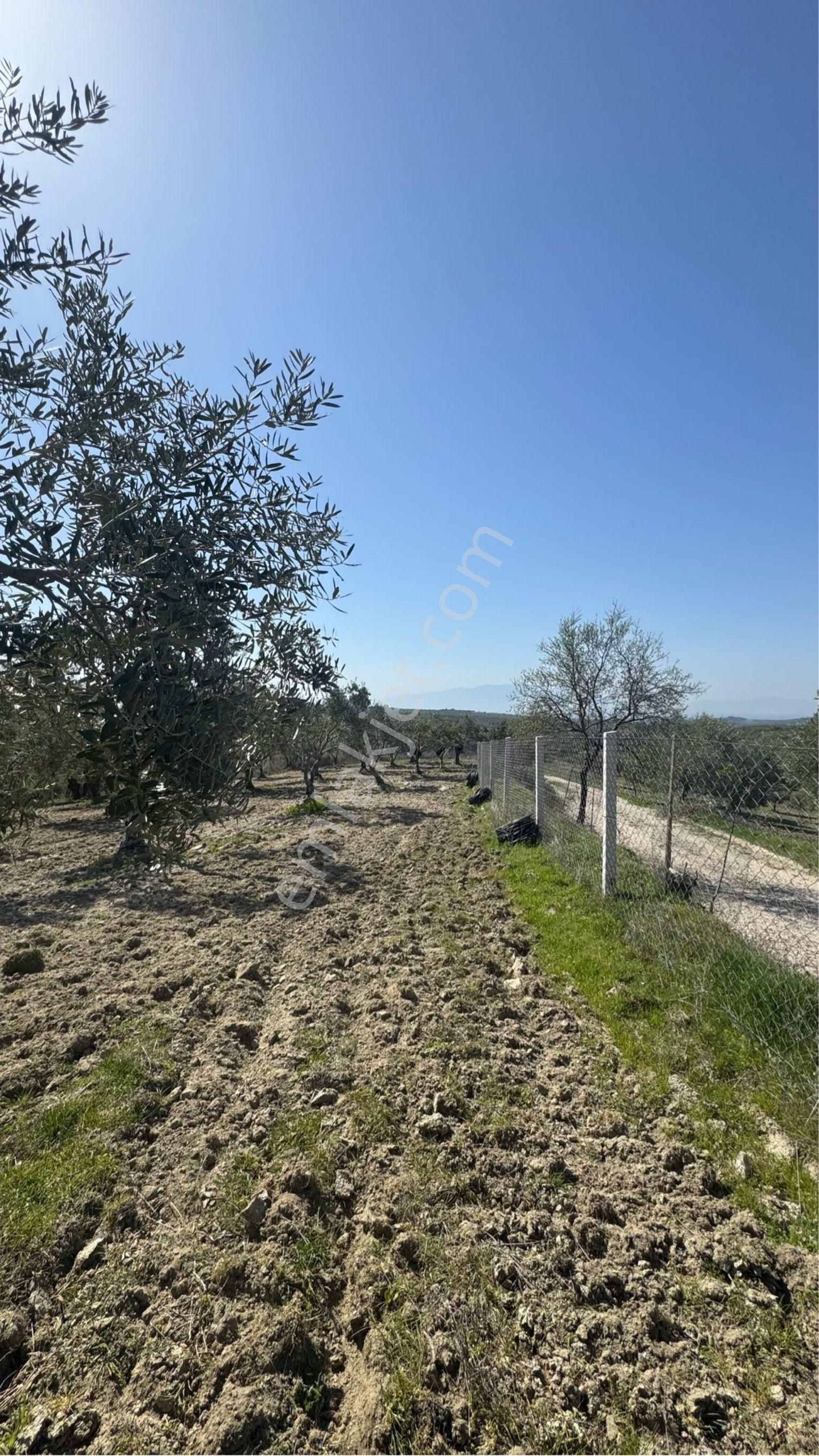 Beyaz Gayrımenkulden Saruhanlı Gözlet Mh 3,450 M2 Fırsat Zeytinlik - Görsel 28