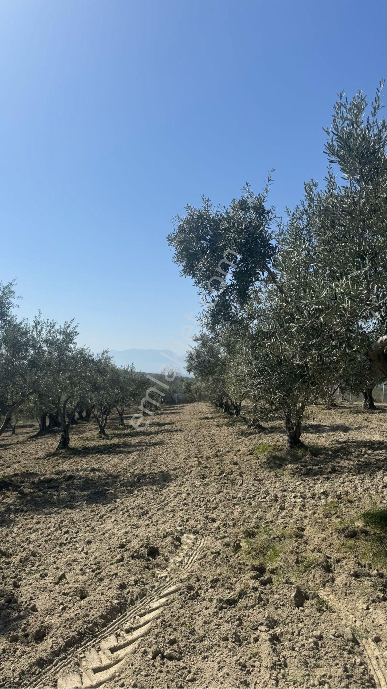 Beyaz Gayrımenkulden Saruhanlı Gözlet Mh 3,450 M2 Fırsat Zeytinlik - Görsel 27