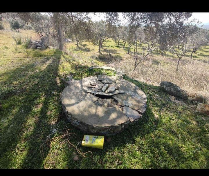 Torbalı Karakızlar Satılık Tarla Ve Zeytinlik