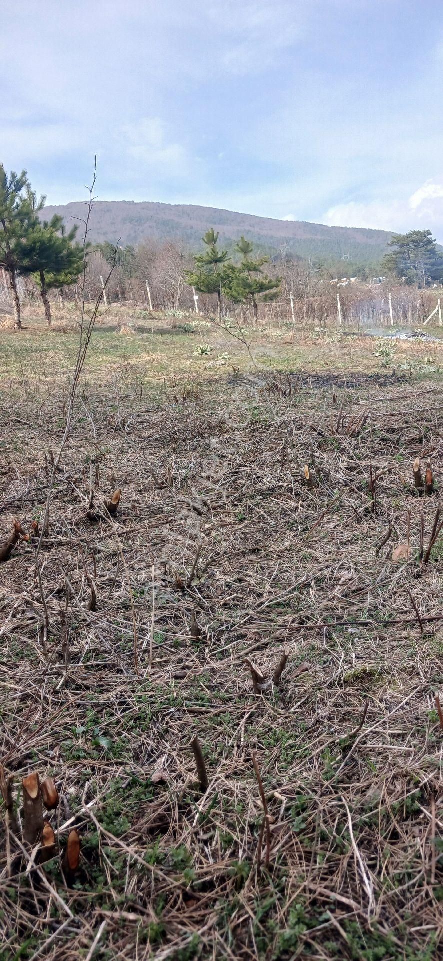 Boğazova Da Tapulu Arsa - Görsel 11