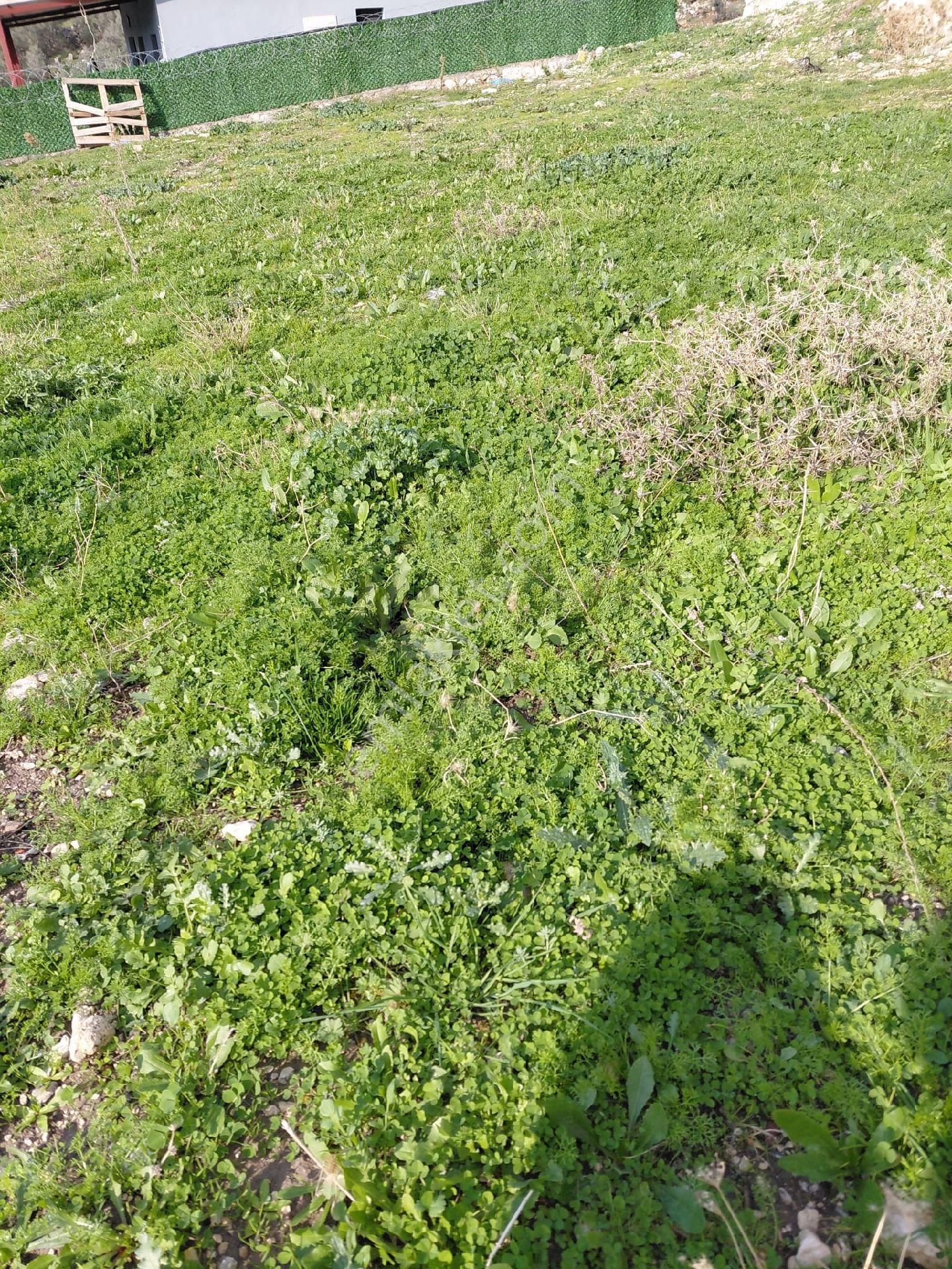 İzmir Buca Kırklar'da 289 M2 Tarla. Yerleşim Yanı Tapulu. Açıklamayı Okuyunuz - Görsel 2