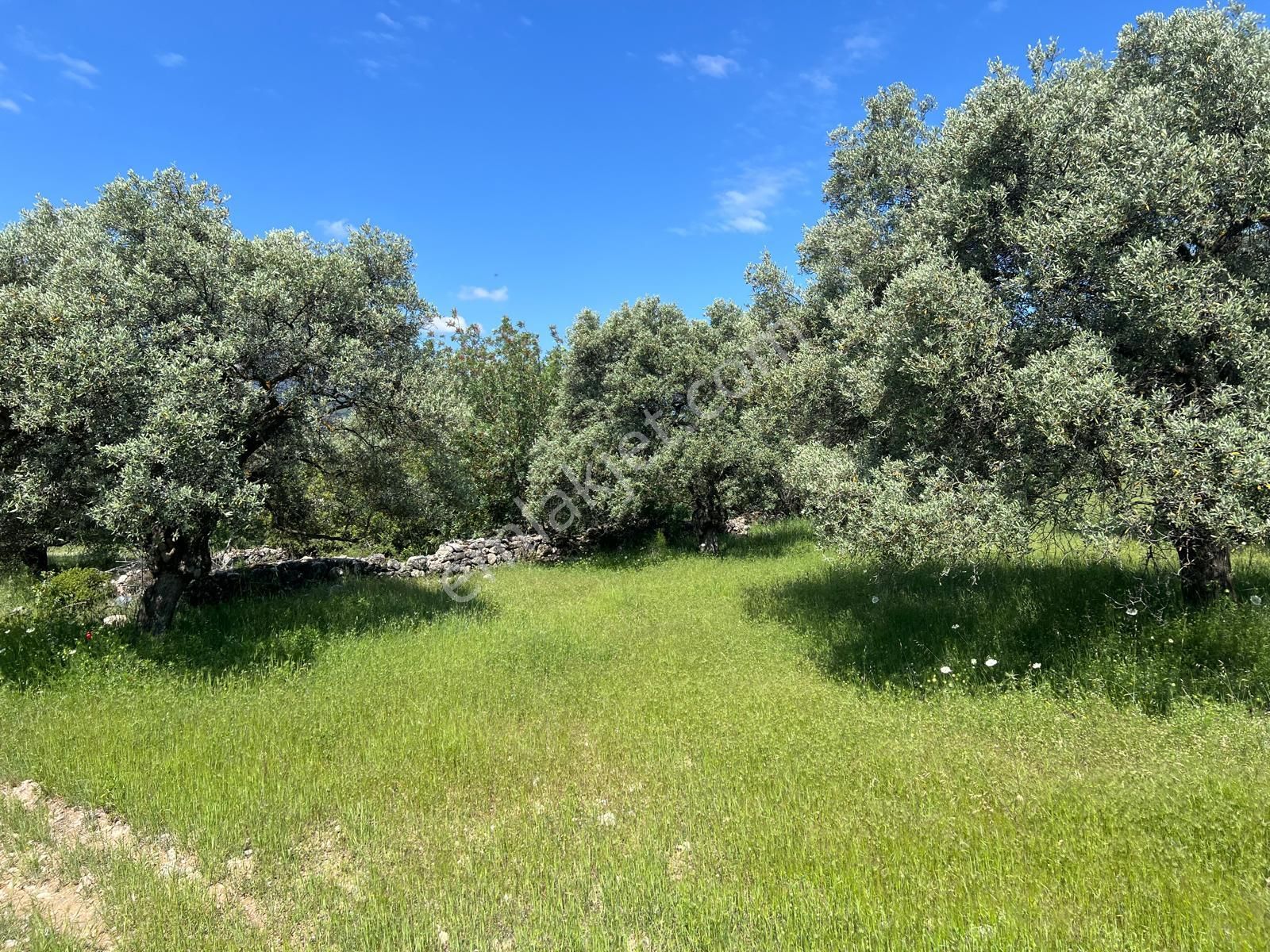 Karacasu Yenice'de Zeytinlik.. - Görsel 3