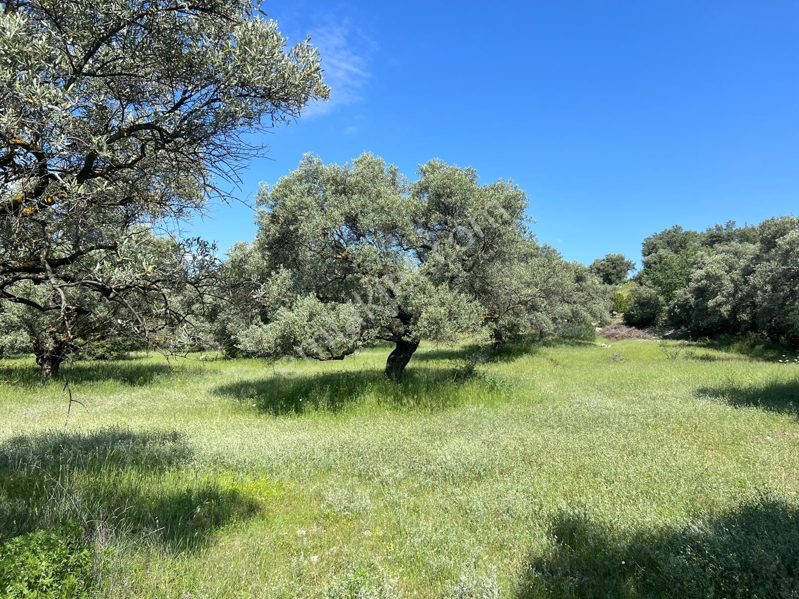 Karacasu Yenice'de Zeytinlik.. - Görsel 4