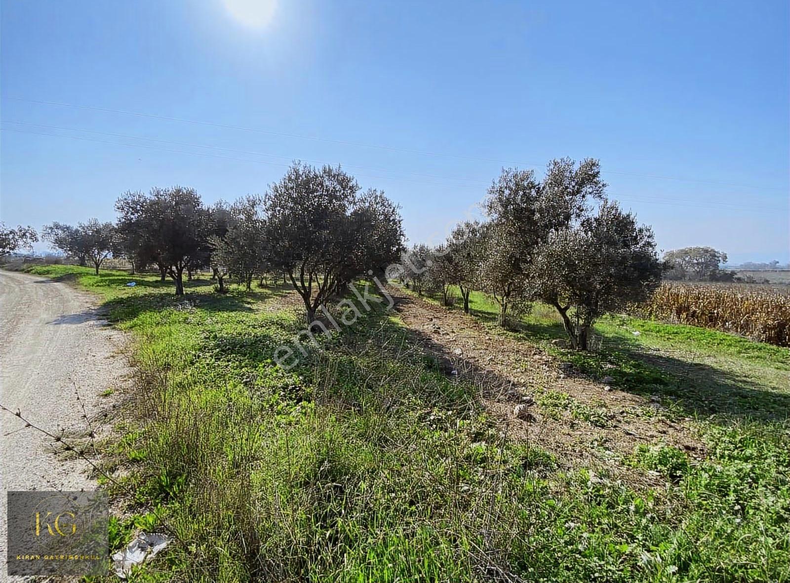 Manisa Üçpınar Köyünde 760 M² Köşe Parsel 30 Adet Zeytin Ağac