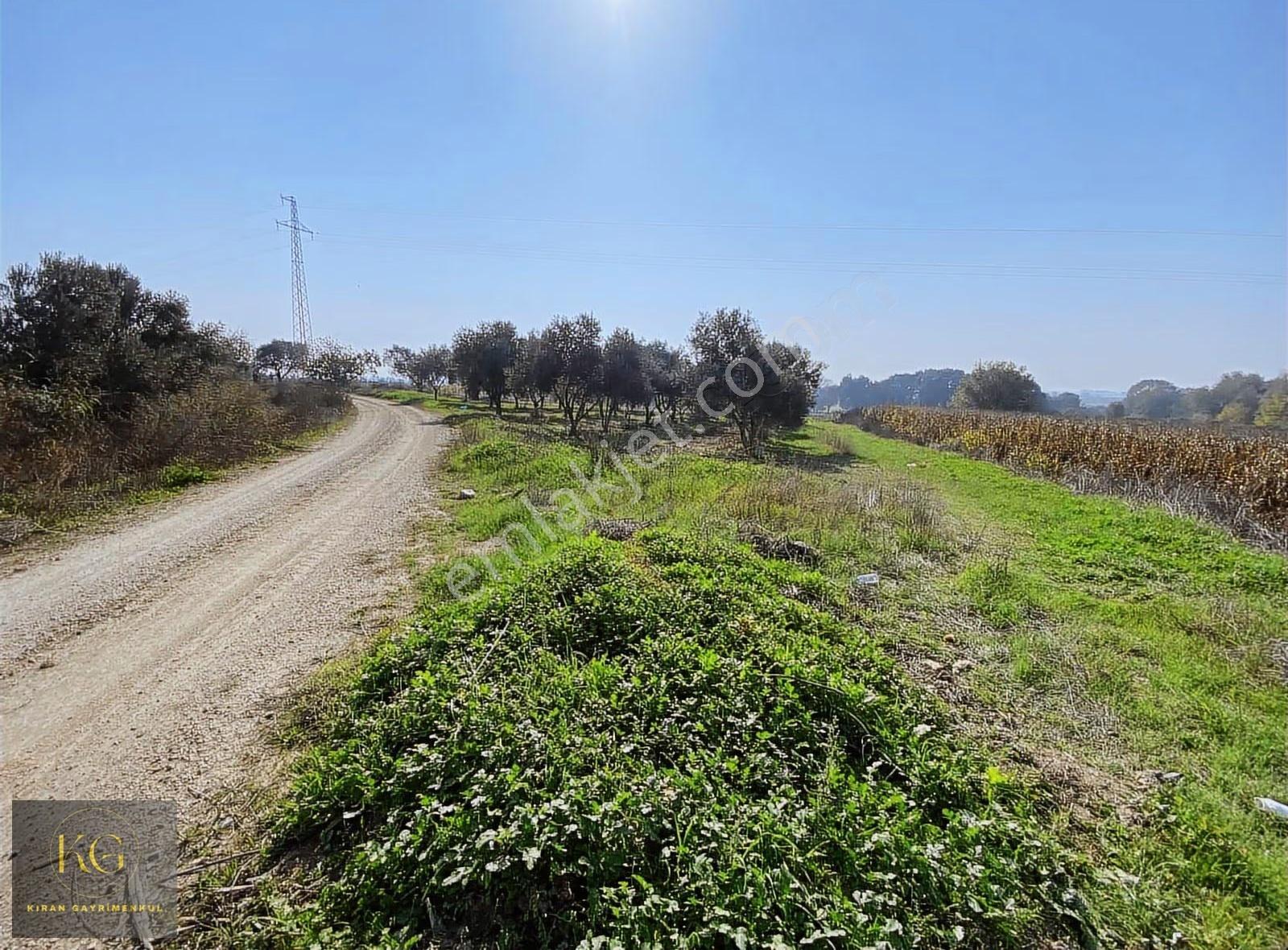 Manisa Üçpınar Köyünde 760 M² Köşe Parsel 30 Adet Zeytin Ağac - Görsel 2
