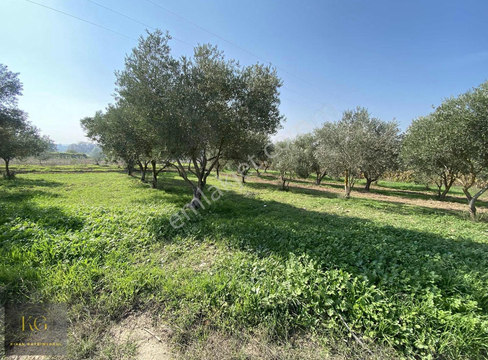 Manisa Üçpınar Köyünde 760 M² Köşe Parsel 30 Adet Zeytin Ağac - Görsel 19