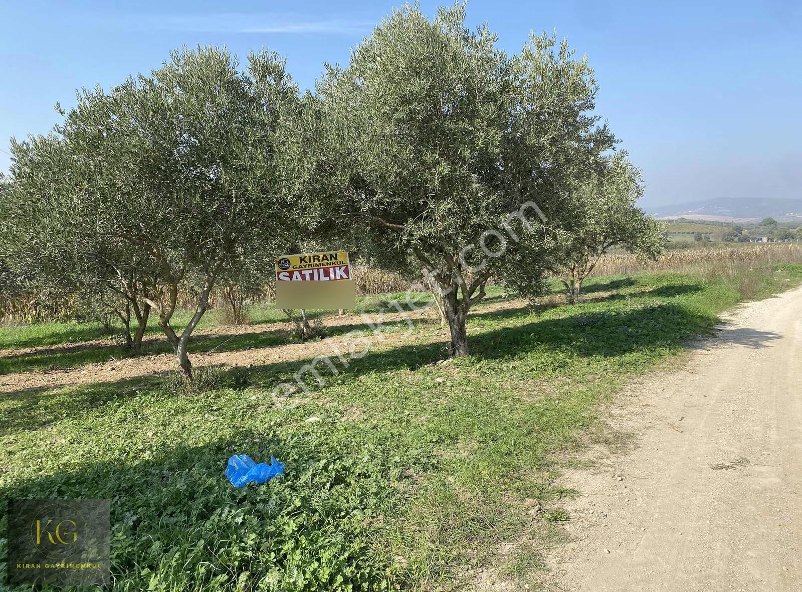 Manisa Üçpınar Köyünde 760 M² Köşe Parsel 30 Adet Zeytin Ağac - Görsel 3