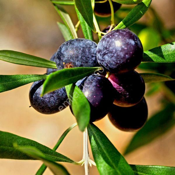 İzmir Tire Kurşak'da Manzaralı 21.192 M2 Ful Delice Zeytinlik. Açıklamayı Okuyunuz.