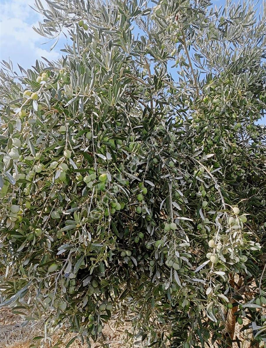 Manisa Şehzadeler Kataoğlanlı Mah. Satılık Zeytin Bahçesi - Görsel 13