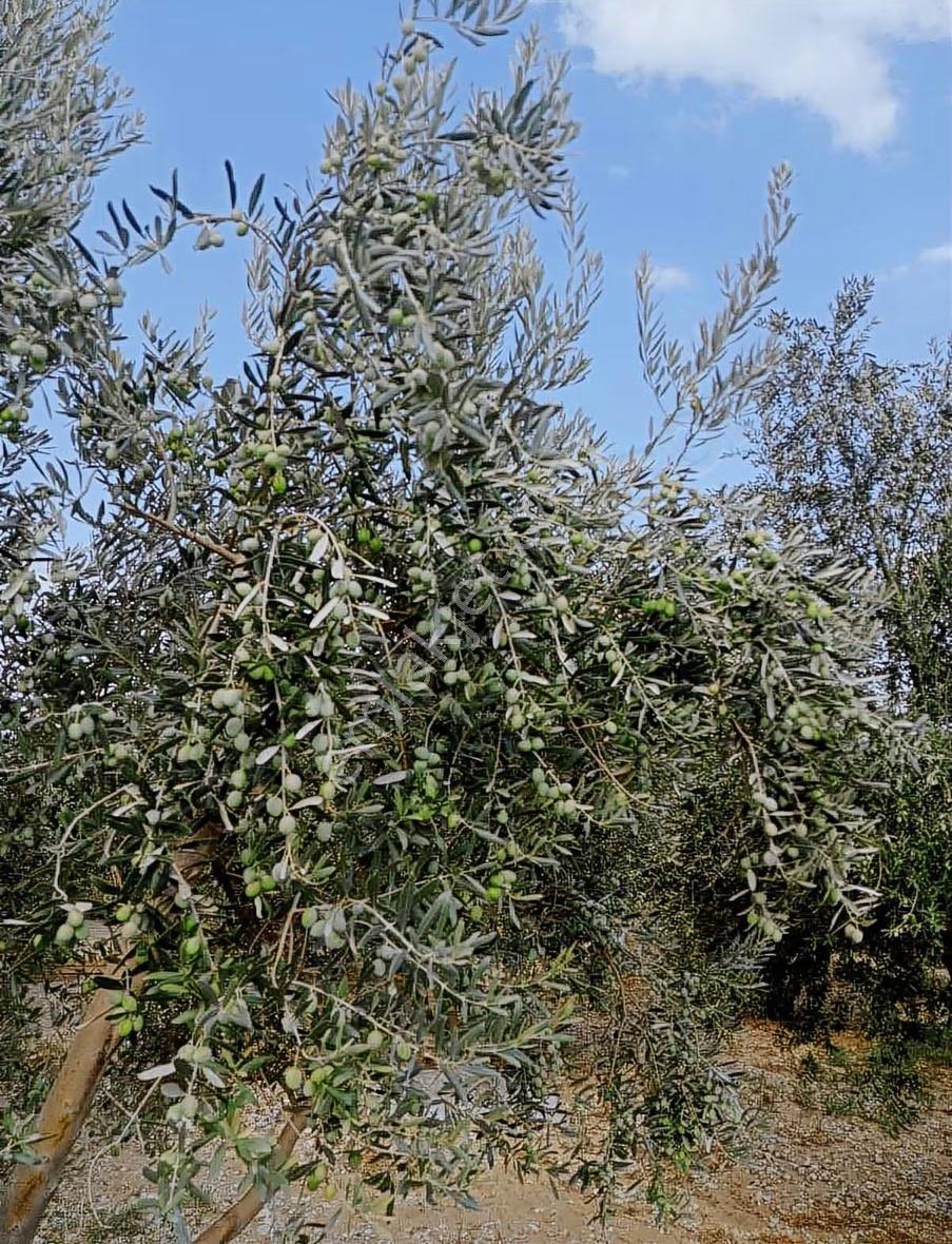 Manisa Şehzadeler Kataoğlanlı Mah. Satılık Zeytin Bahçesi - Görsel 6