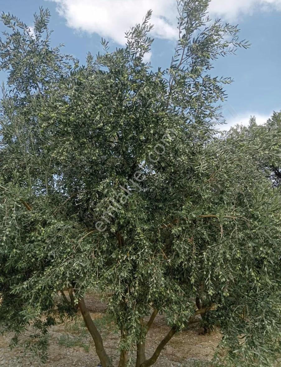 Manisa Şehzadeler Kataoğlanlı Mah. Satılık Zeytin Bahçesi - Görsel 4