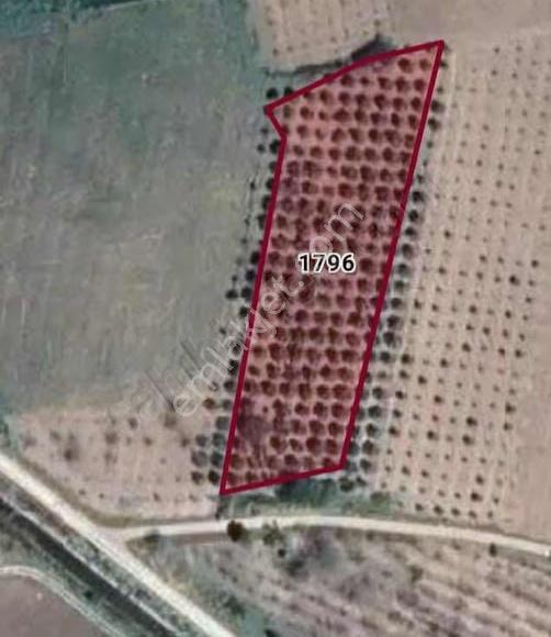 Manisa Şehzadeler Kataoğlanlı Mah. Satılık Zeytin Bahçesi - Görsel 12