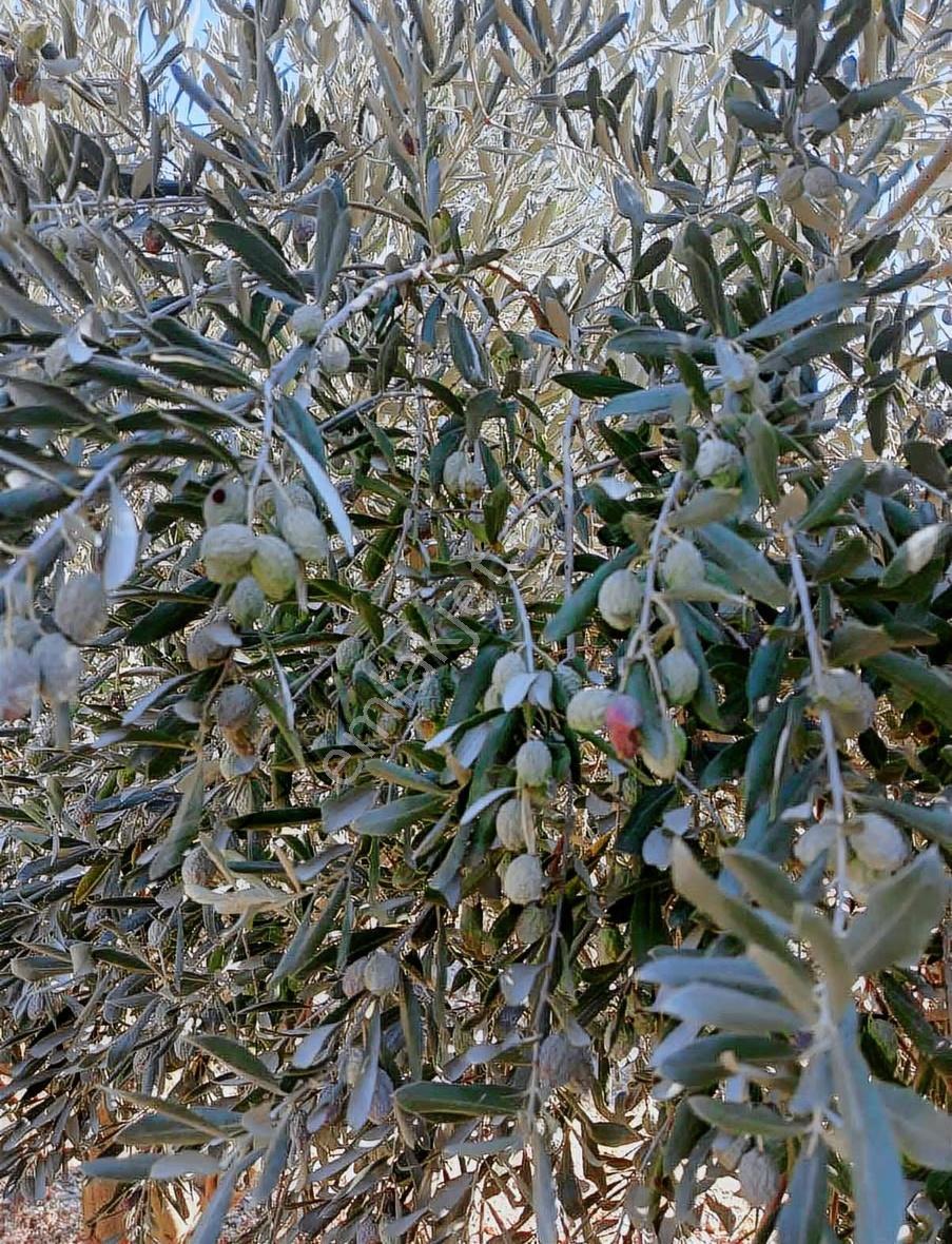 Manisa Şehzadeler Kataoğlanlı Mah. Satılık Zeytin Bahçesi - Görsel 8