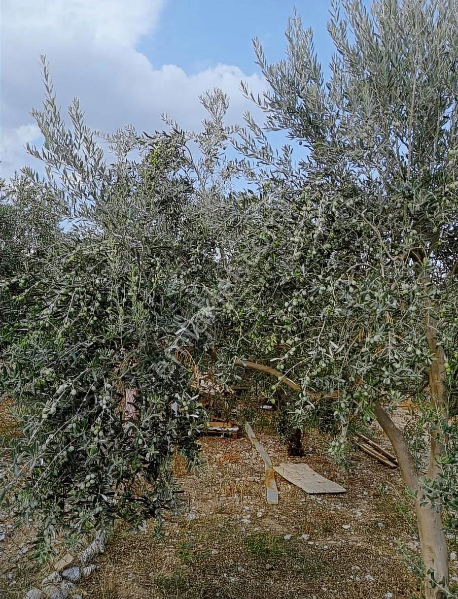 Manisa Şehzadeler Kataoğlanlı Mah. Satılık Zeytin Bahçesi - Görsel 15