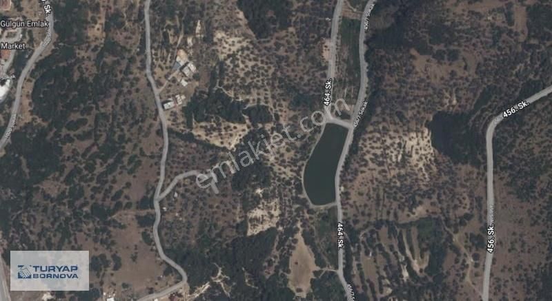 Turyap Bornova'dan Eğridere'de 9166 M2 Satılık Zeytinlik