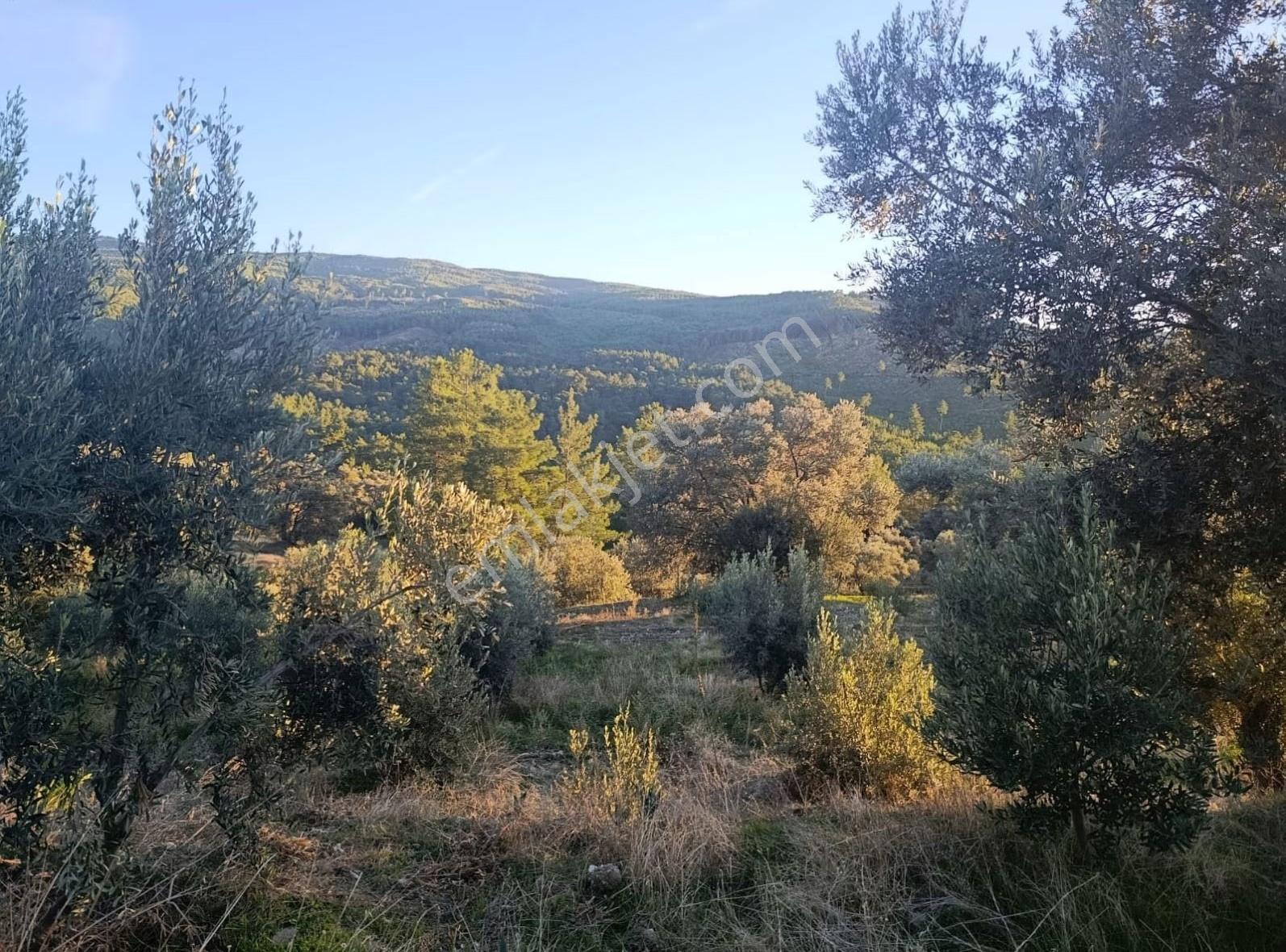 Sahil Ceylanda 7100 M2 Satılık Tarla. - Görsel 26