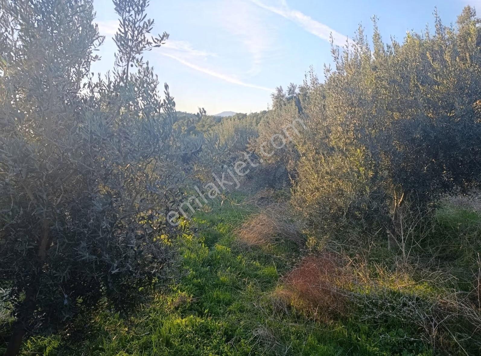 Sahil Ceylanda 7100 M2 Satılık Tarla. - Görsel 31