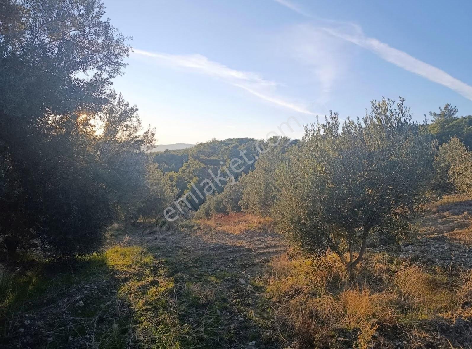 Sahil Ceylanda 7100 M2 Satılık Tarla. - Görsel 11