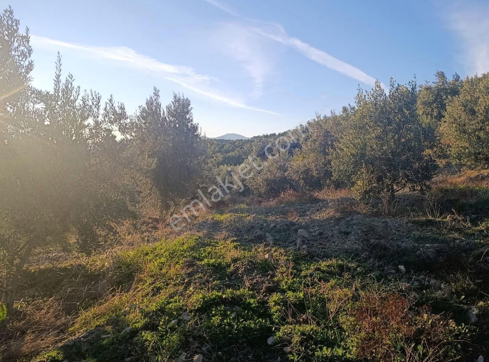 Sahil Ceylanda 7100 M2 Satılık Tarla. - Görsel 13