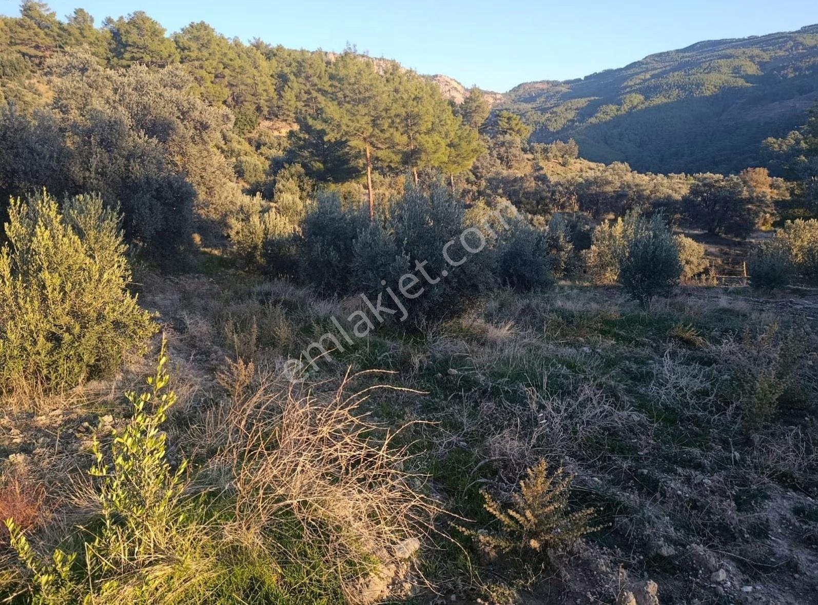 Sahil Ceylanda 7100 M2 Satılık Tarla. - Görsel 17