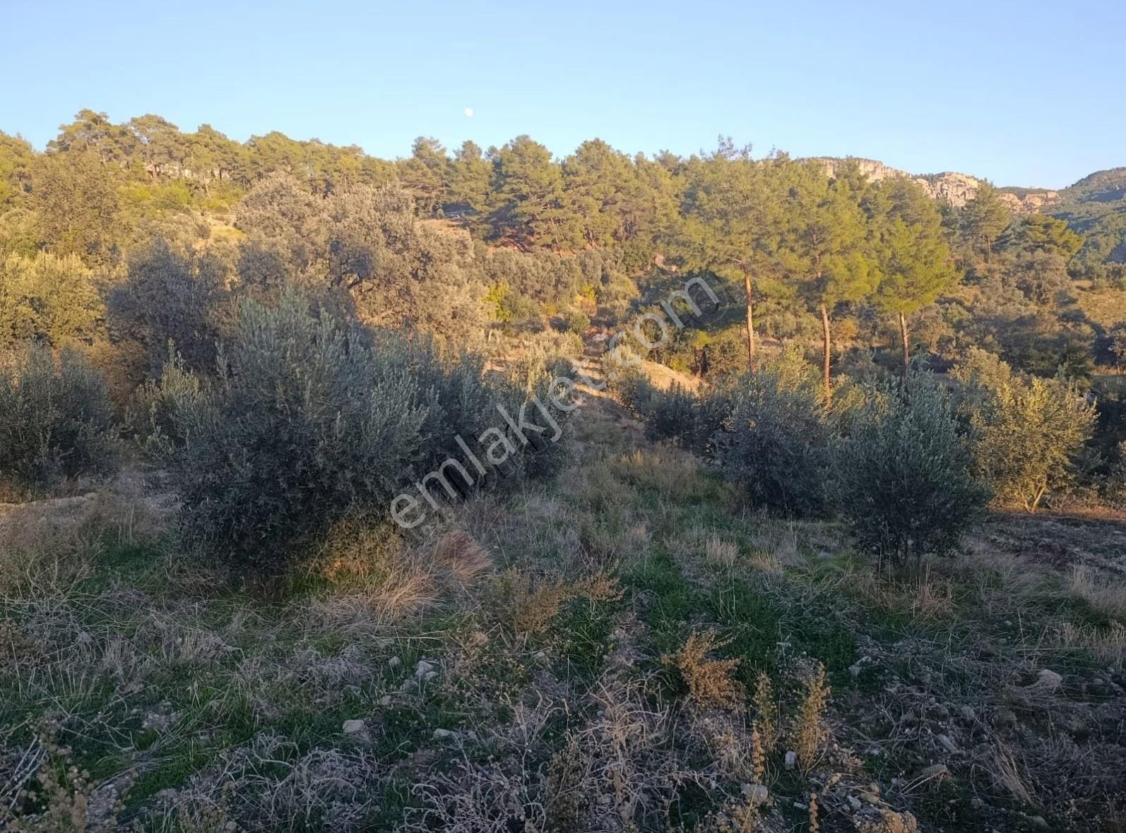 Sahil Ceylanda 7100 M2 Satılık Tarla. - Görsel 4