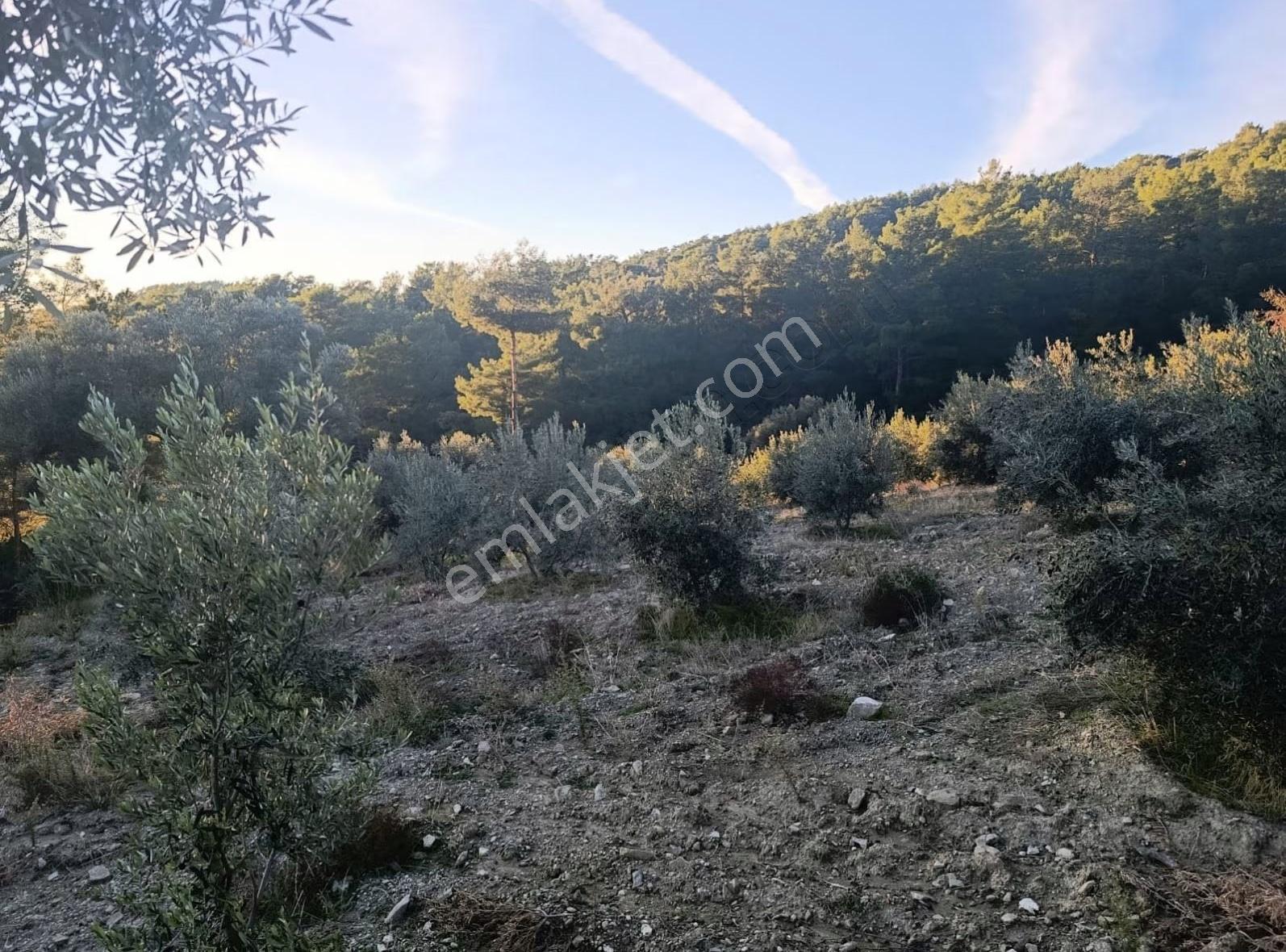 Sahil Ceylanda 7100 M2 Satılık Tarla. - Görsel 32