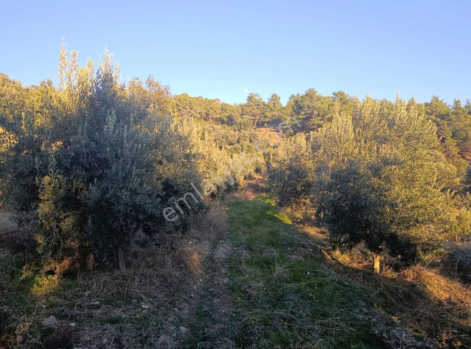 Sahil Ceylanda 7100 M2 Satılık Tarla.