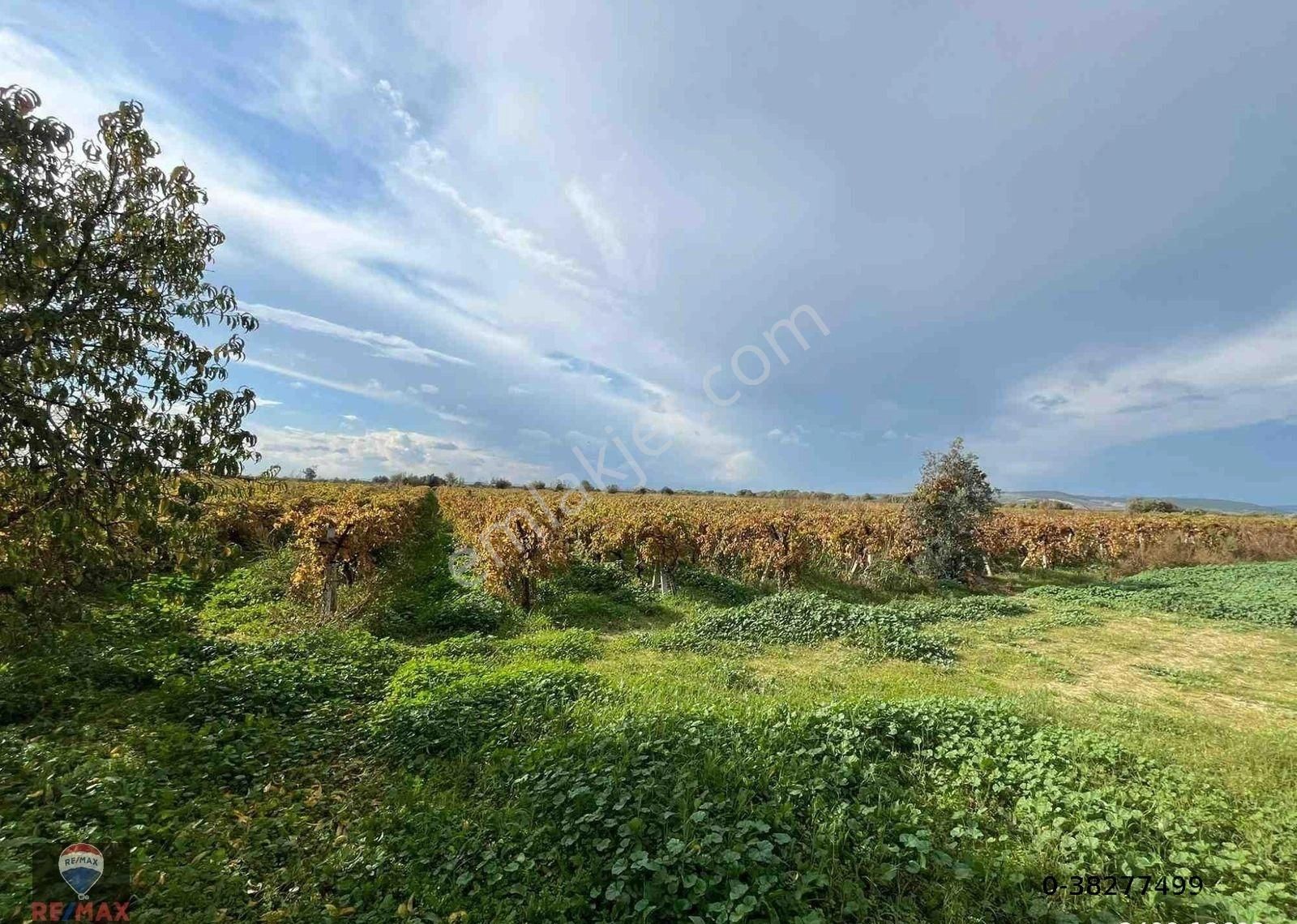 Menemen Çavuşköy’de Çanakkale Asfaltı Yakını 8.100 M2 Satılık Bağ - Görsel 5