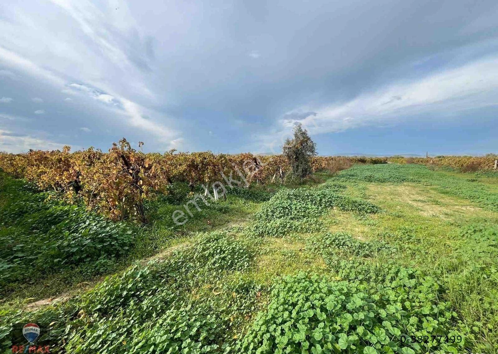 Menemen Çavuşköy’de Çanakkale Asfaltı Yakını 8.100 M2 Satılık Bağ - Görsel 2