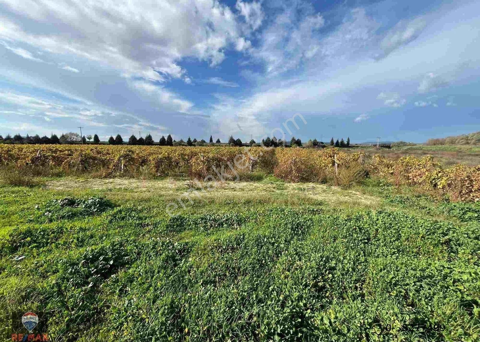 Menemen Çavuşköy’de Çanakkale Asfaltı Yanı 6.500 M2 Satılık Bağ - Görsel 2