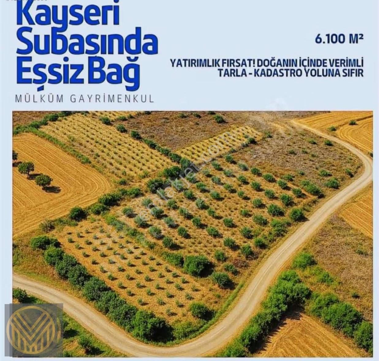 Subaşı'da 6100 M2 Fırsat Bağ