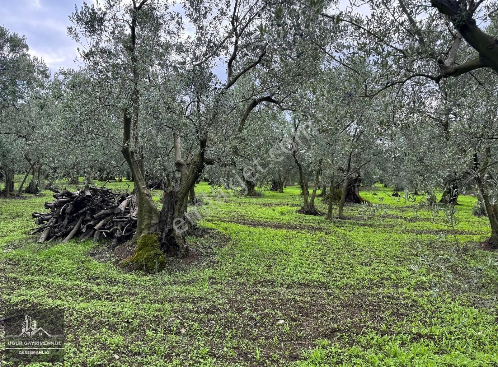 Uğur Gayrimenkul'den Umurbey'de Yatırım Fırsatı Zeytinlik - Görsel 5