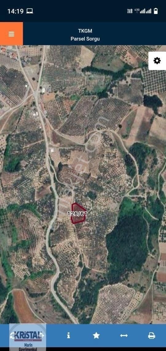 Kristal Marin'den Mudanya Çınarlı Köyünde Fırsat Zeytinlik - Görsel 2