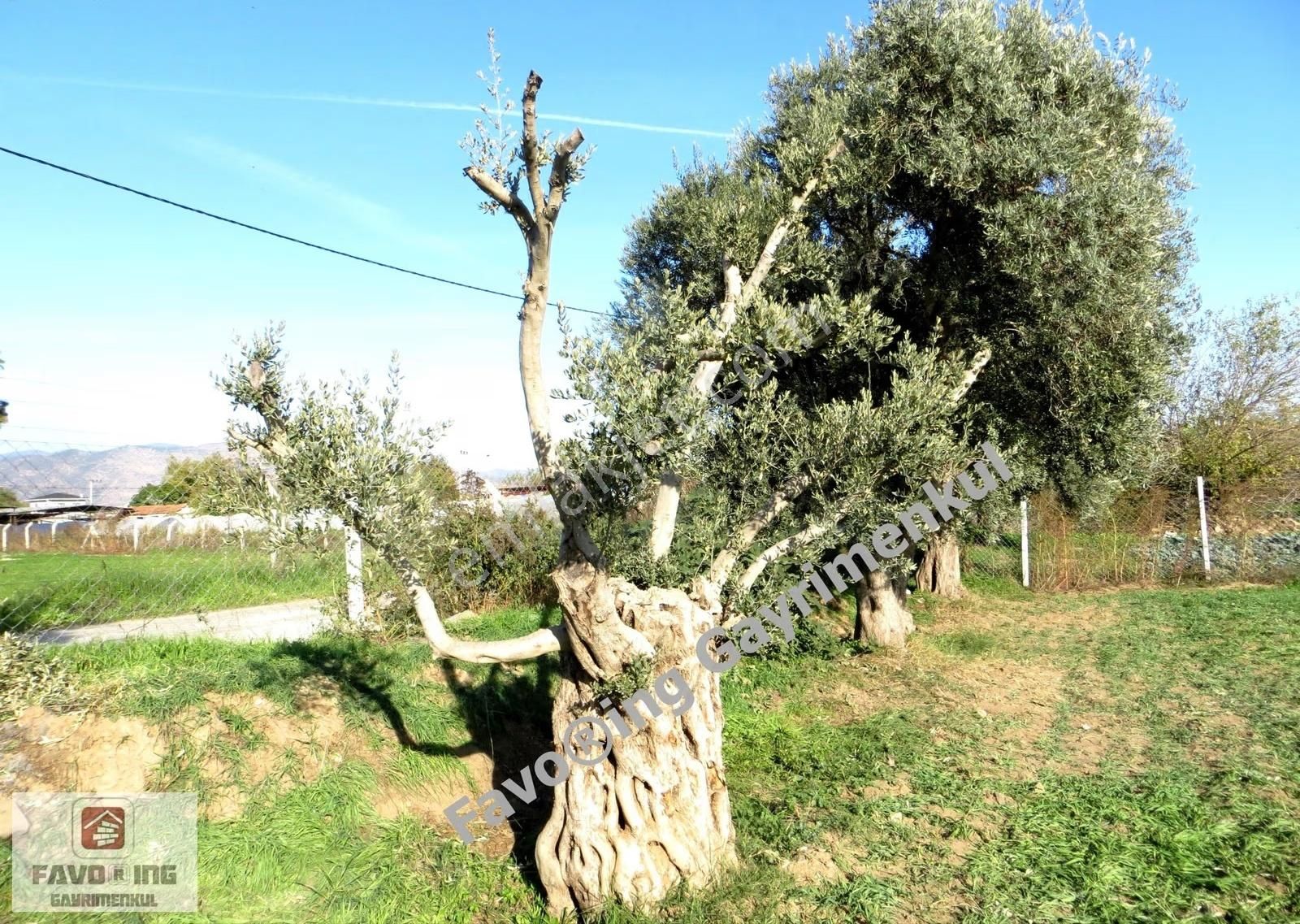 Bayındır Yakapınar | Köy İçinde İmarlı Arsa 3.047 M2 Yatırımlık - Görsel 20