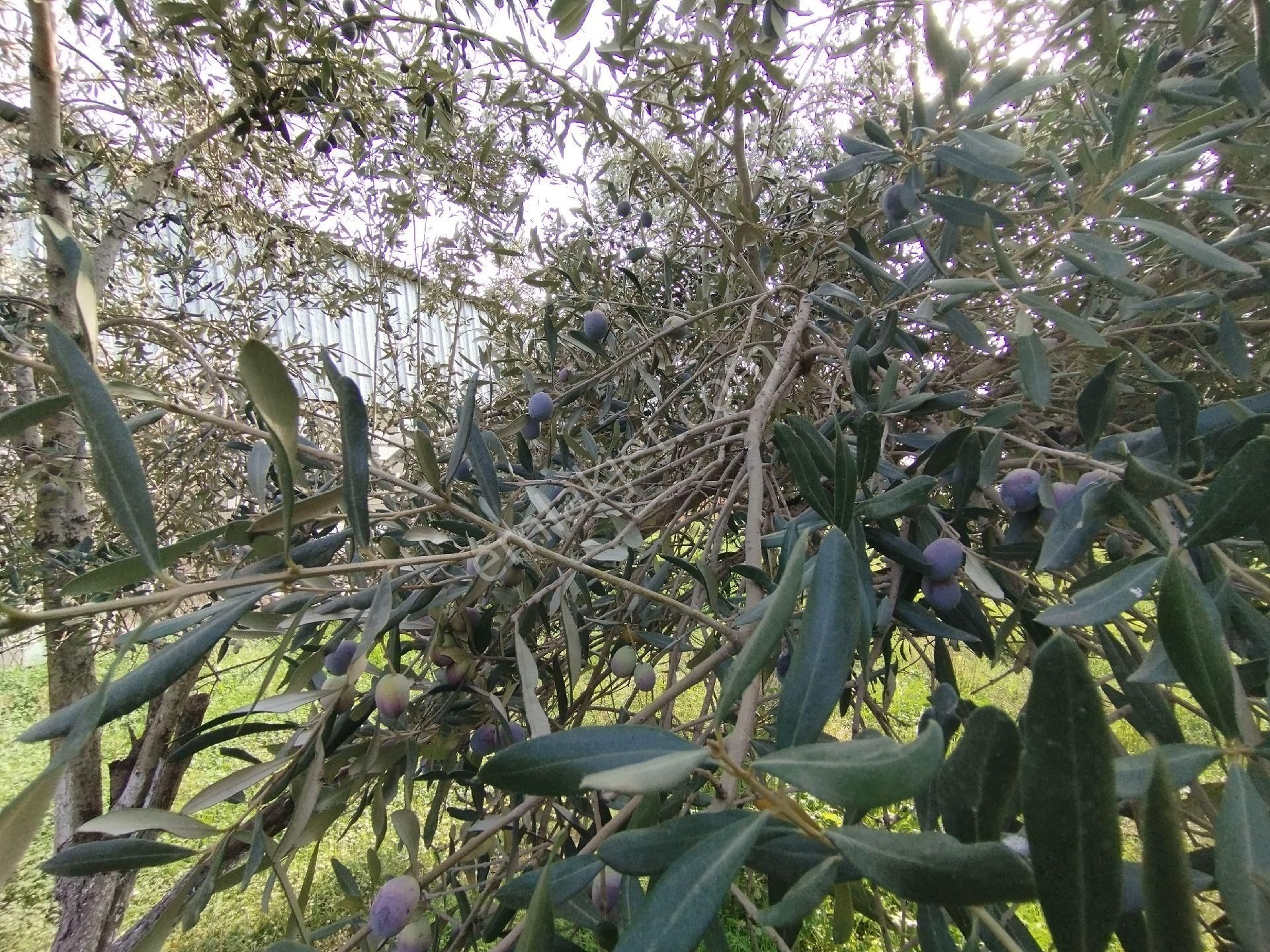 Müstakil Tapulu Ev, Arsa Ve Ahırı Olan 1234 M2 - Görsel 10