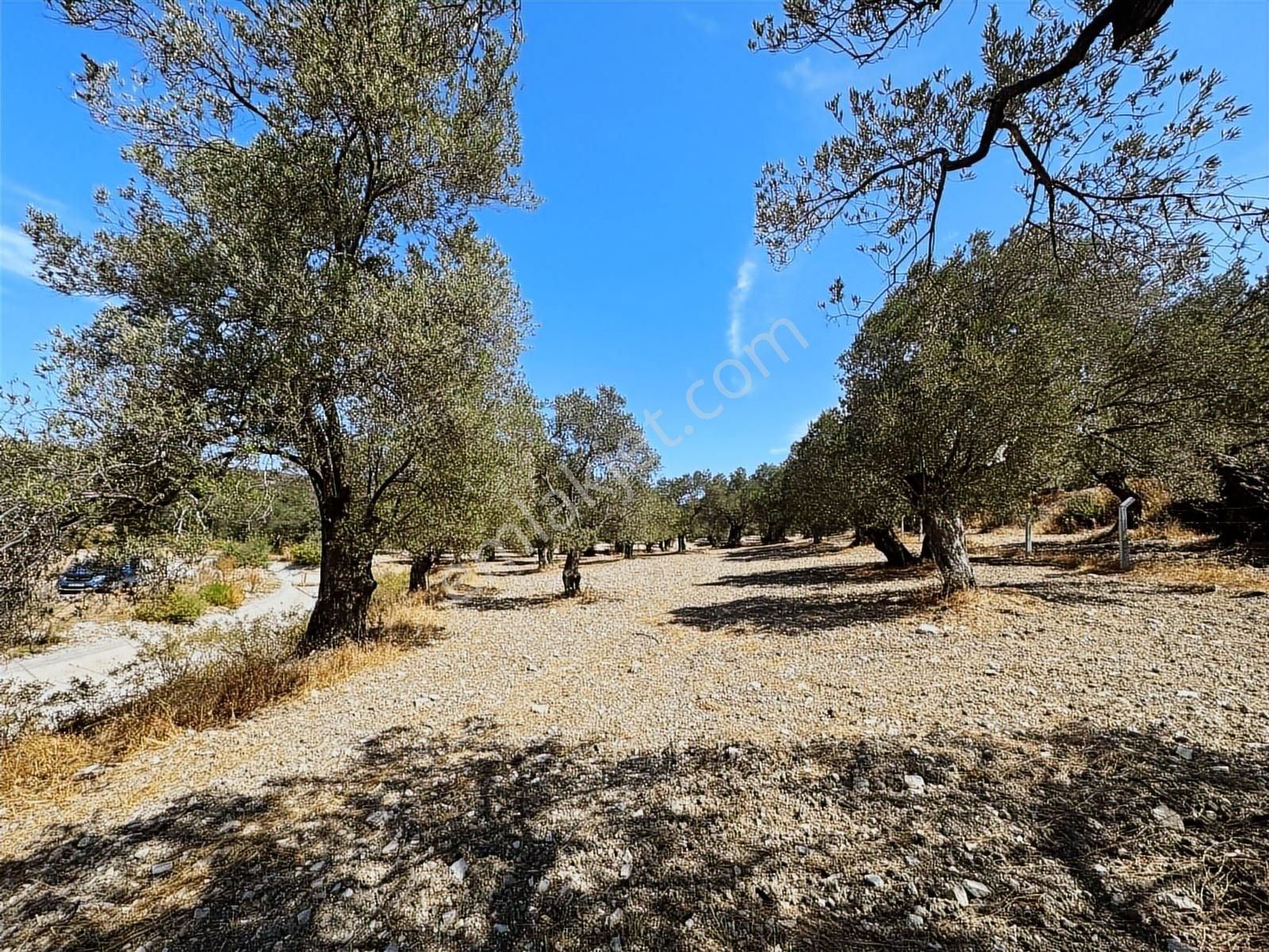 Sancak'tan Ayvalık G.kemalpaşa Mah. 1.390 M2 Yolu Olan Zeytinlik - Görsel 14