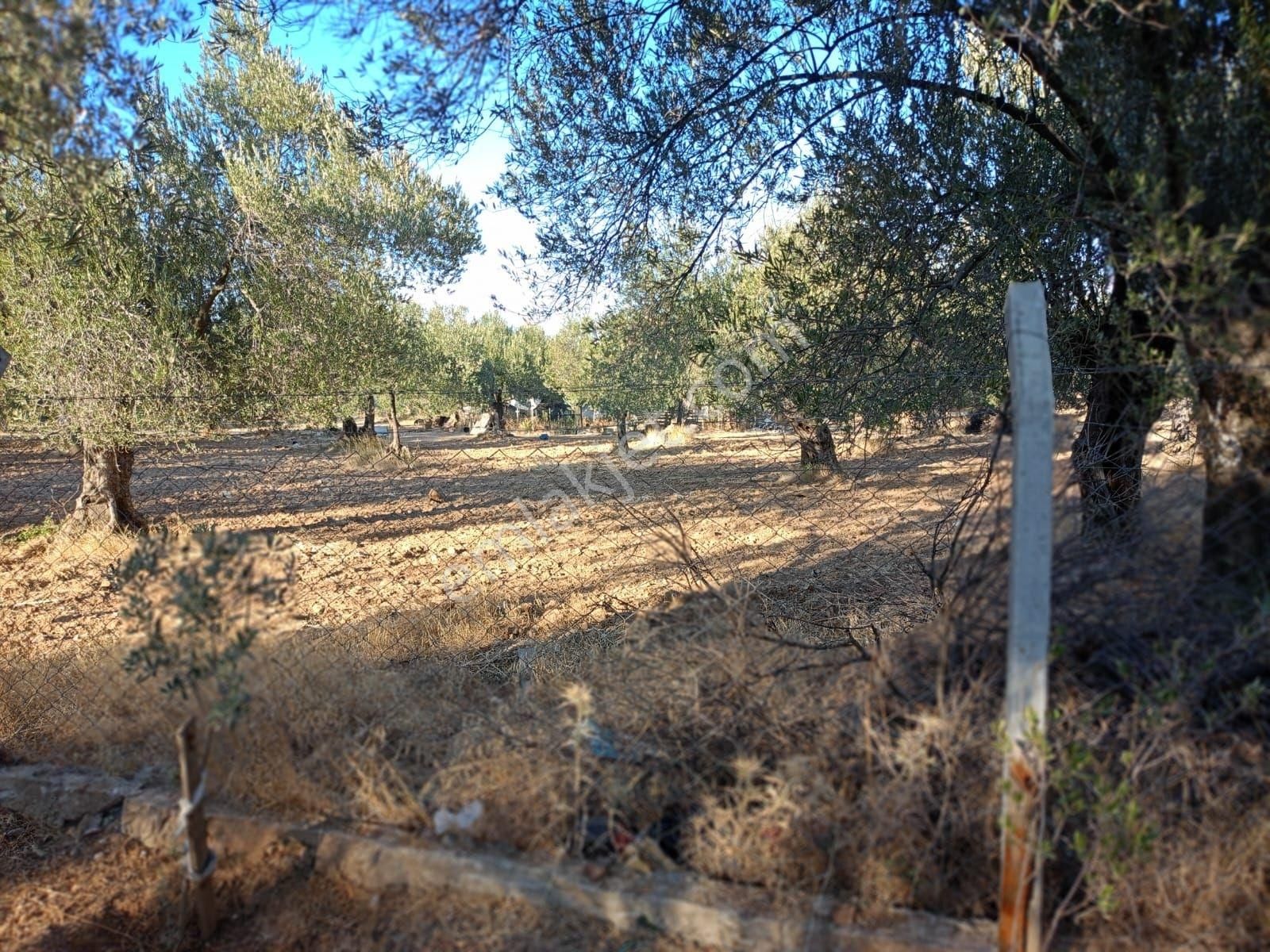 Balıkesir Burhaniye Tayleyli Mh Satılık Hobi Bahçesi - Görsel 15