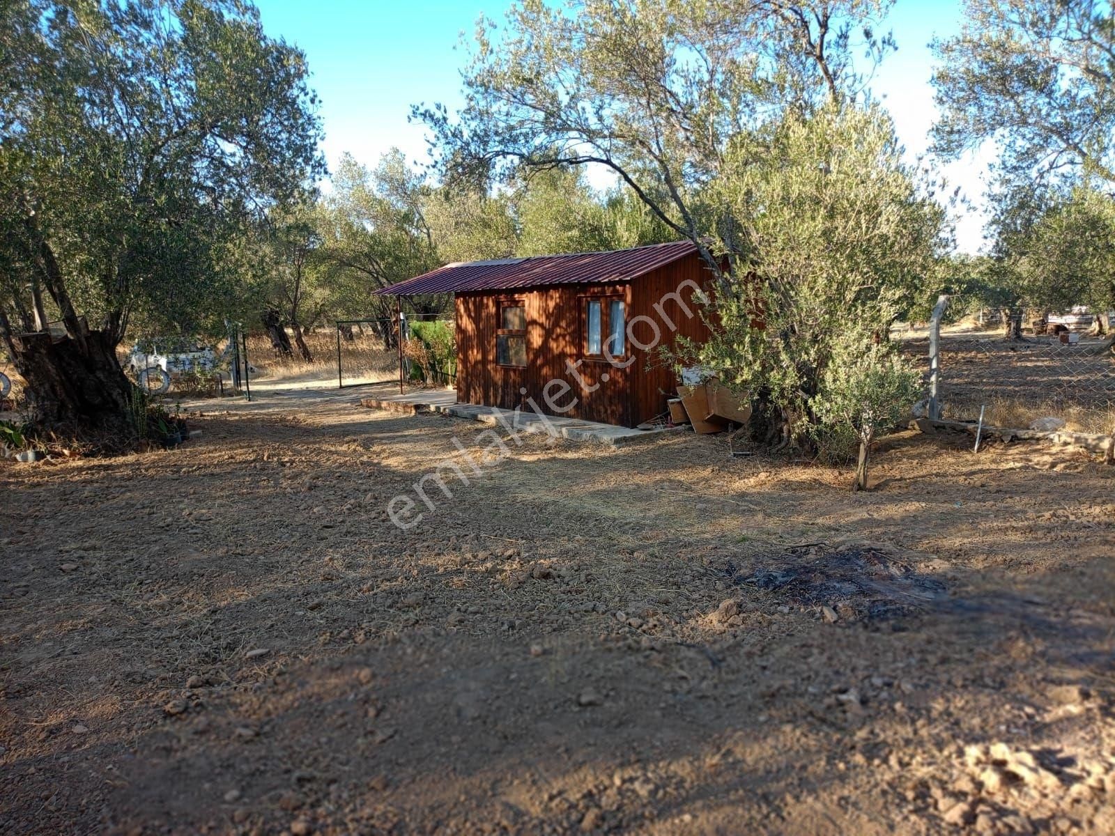 Balıkesir Burhaniye Tayleyli Mh Satılık Hobi Bahçesi - Görsel 16