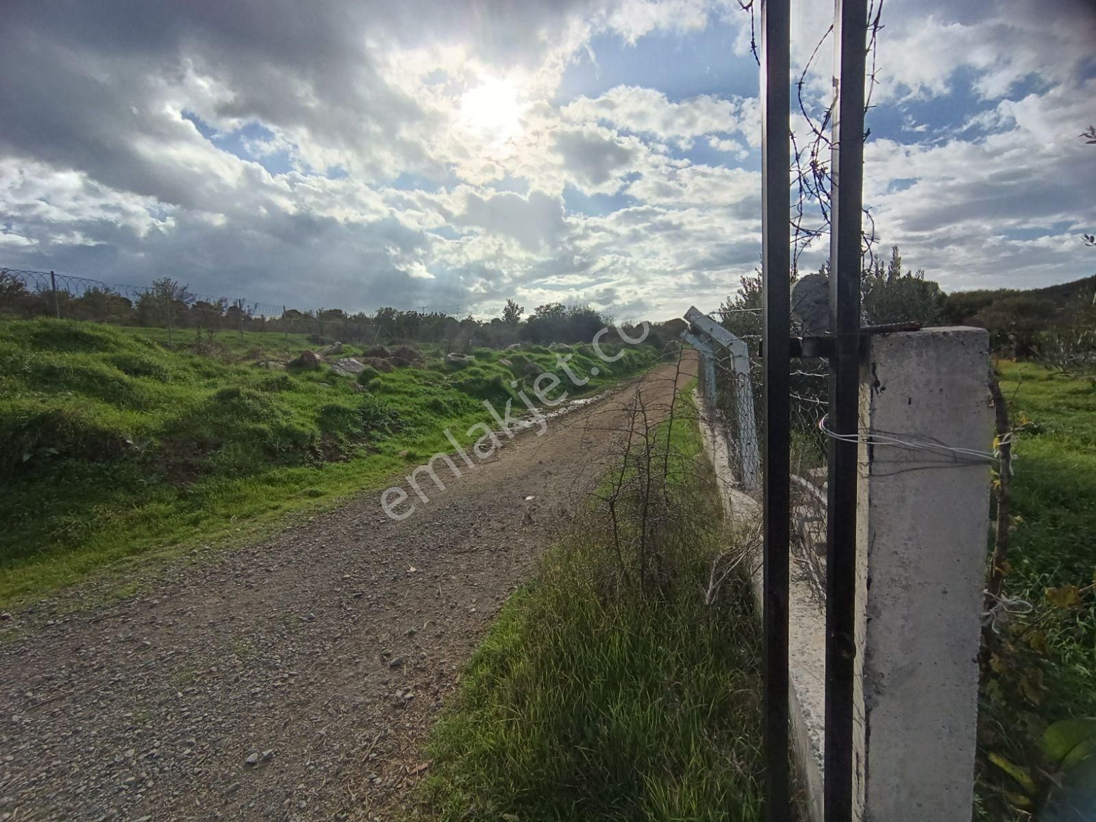 Sancak Emlaktan Burhaniye Şahinler Köyünde Satılık Mini Çiftlik - Görsel 7