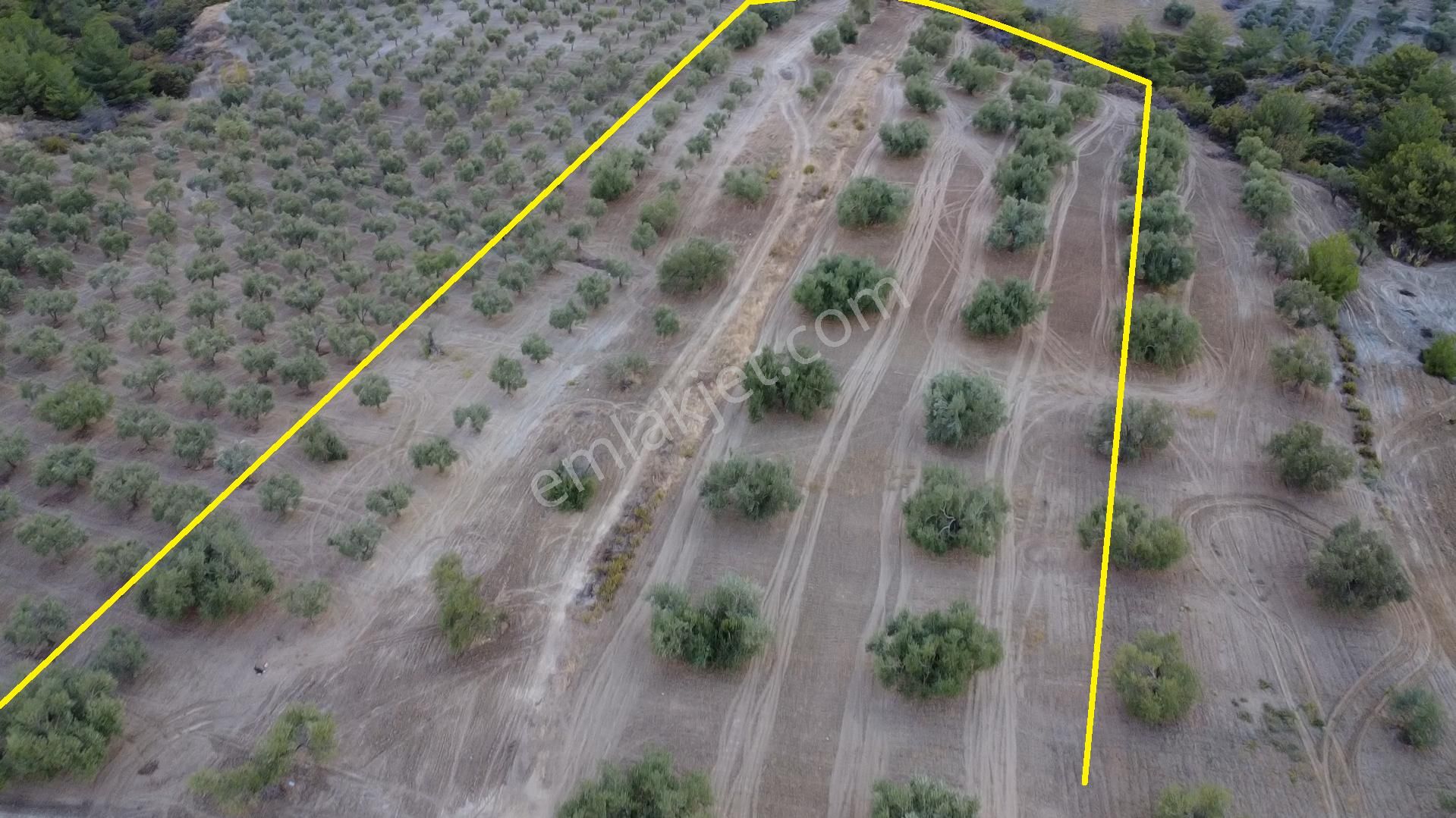 Hacımusa Da 10.200 M2 Zeytinlik , Yolu Var - Görsel 3