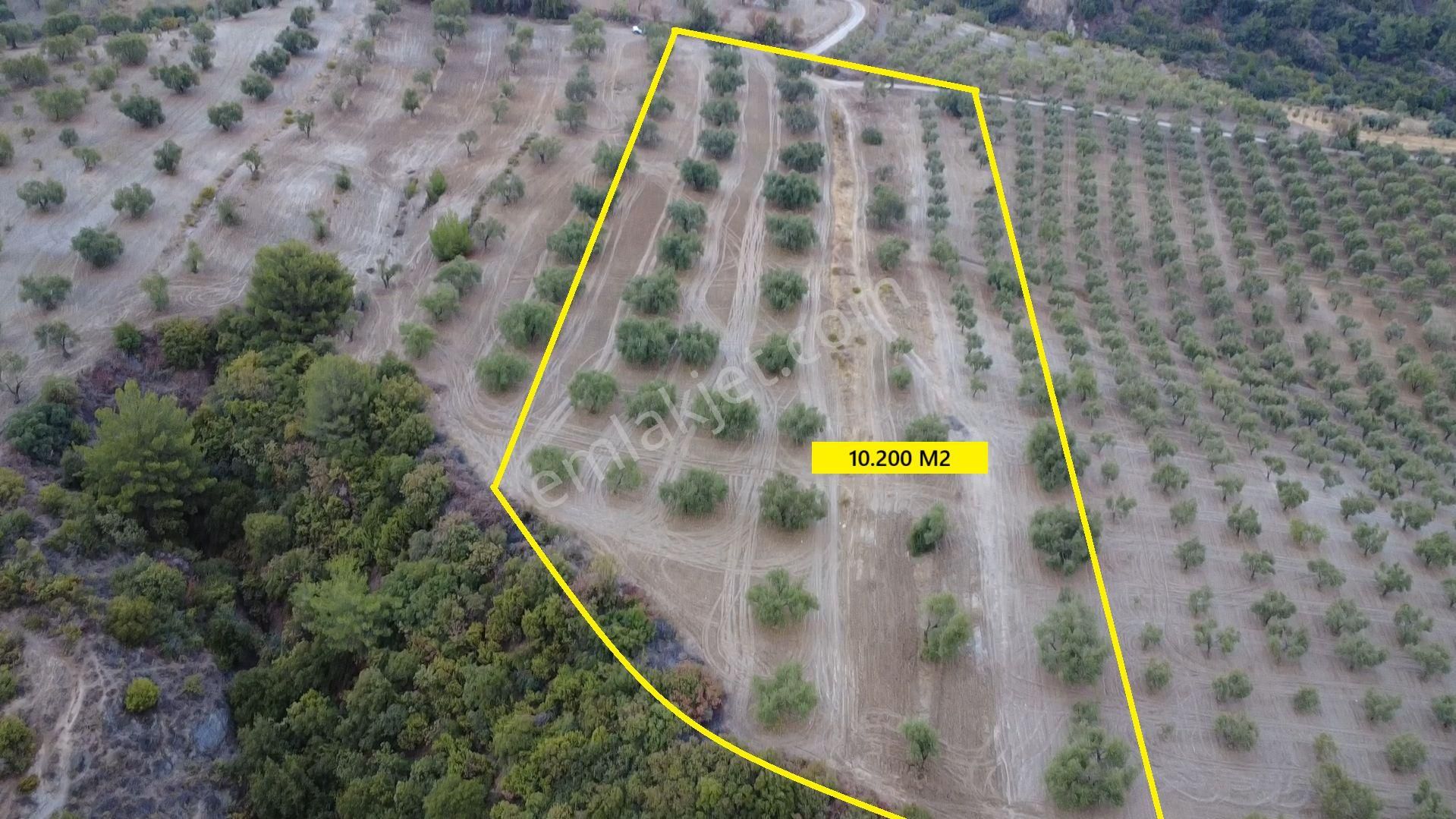 Hacımusa Da 10.200 M2 Zeytinlik , Yolu Var