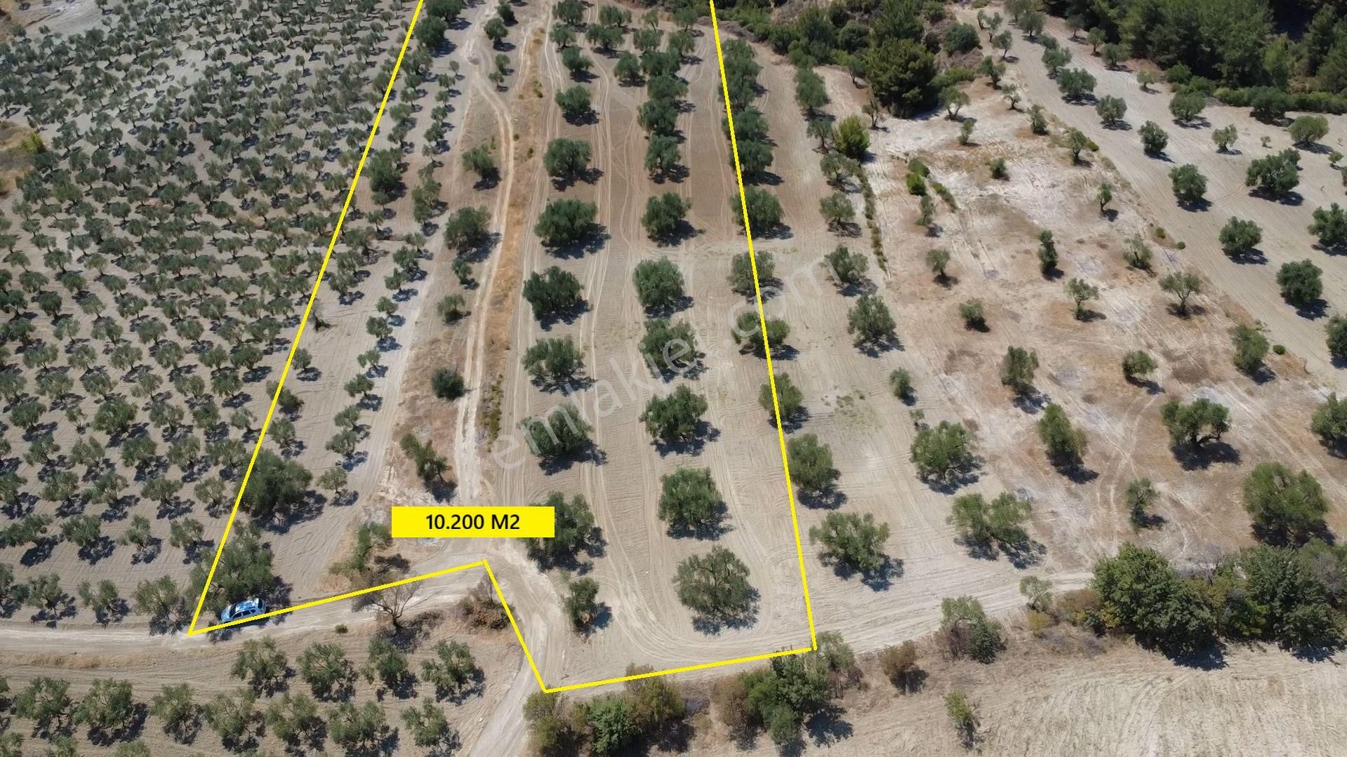 Hacımusa Da 10.200 M2 Zeytinlik , Yolu Var - Görsel 4