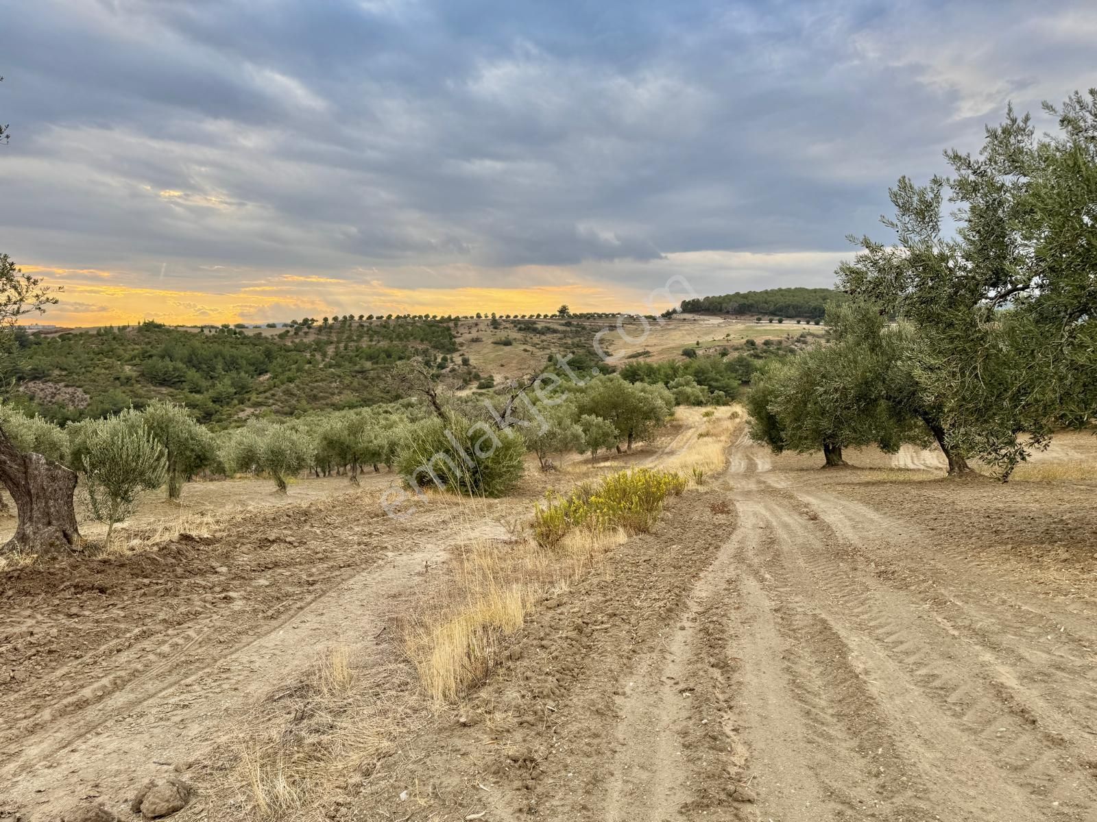 Hacımusa Da 10.200 M2 Zeytinlik , Yolu Var - Görsel 15