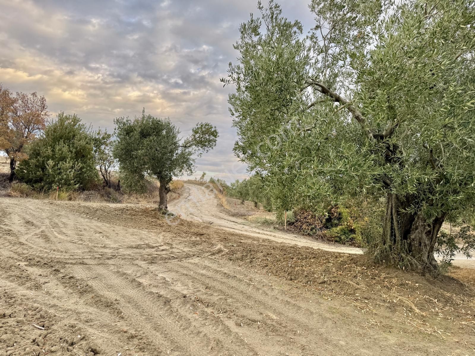 Hacımusa Da 10.200 M2 Zeytinlik , Yolu Var - Görsel 17