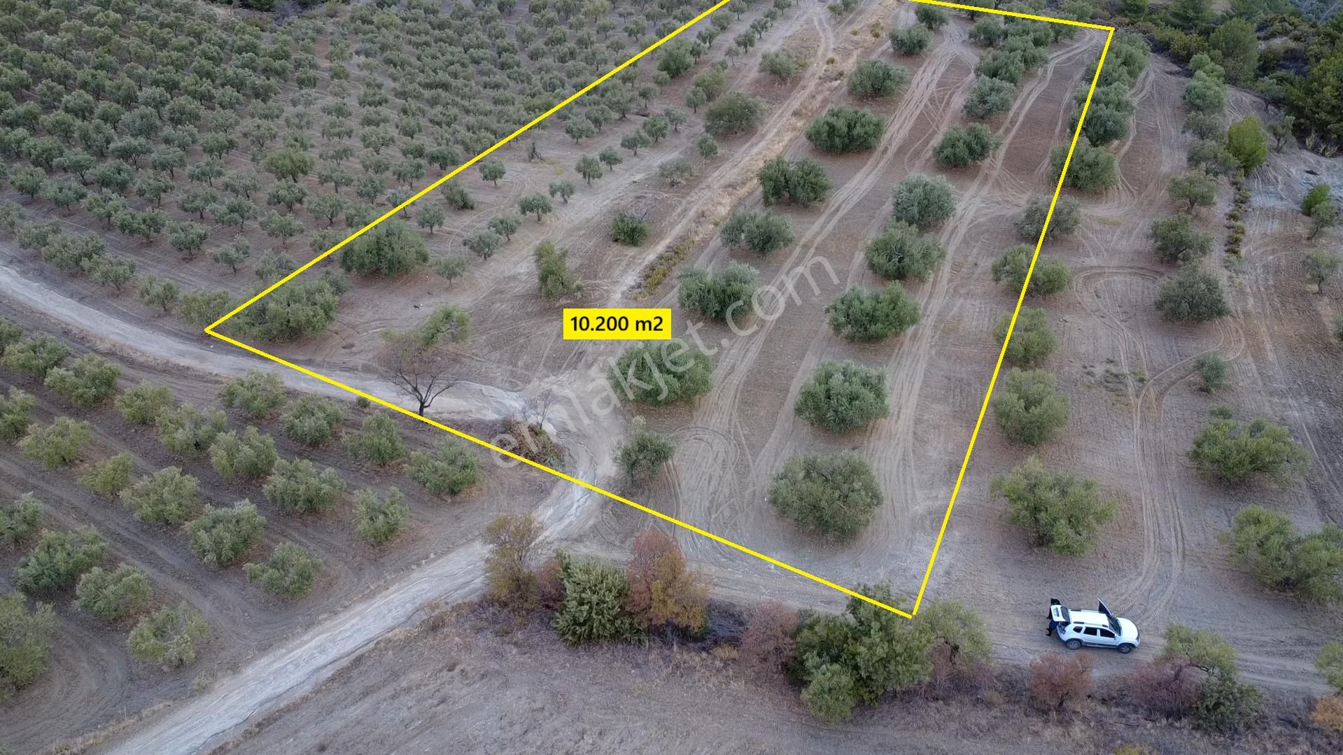 Hacımusa Da 10.200 M2 Zeytinlik , Yolu Var - Görsel 2
