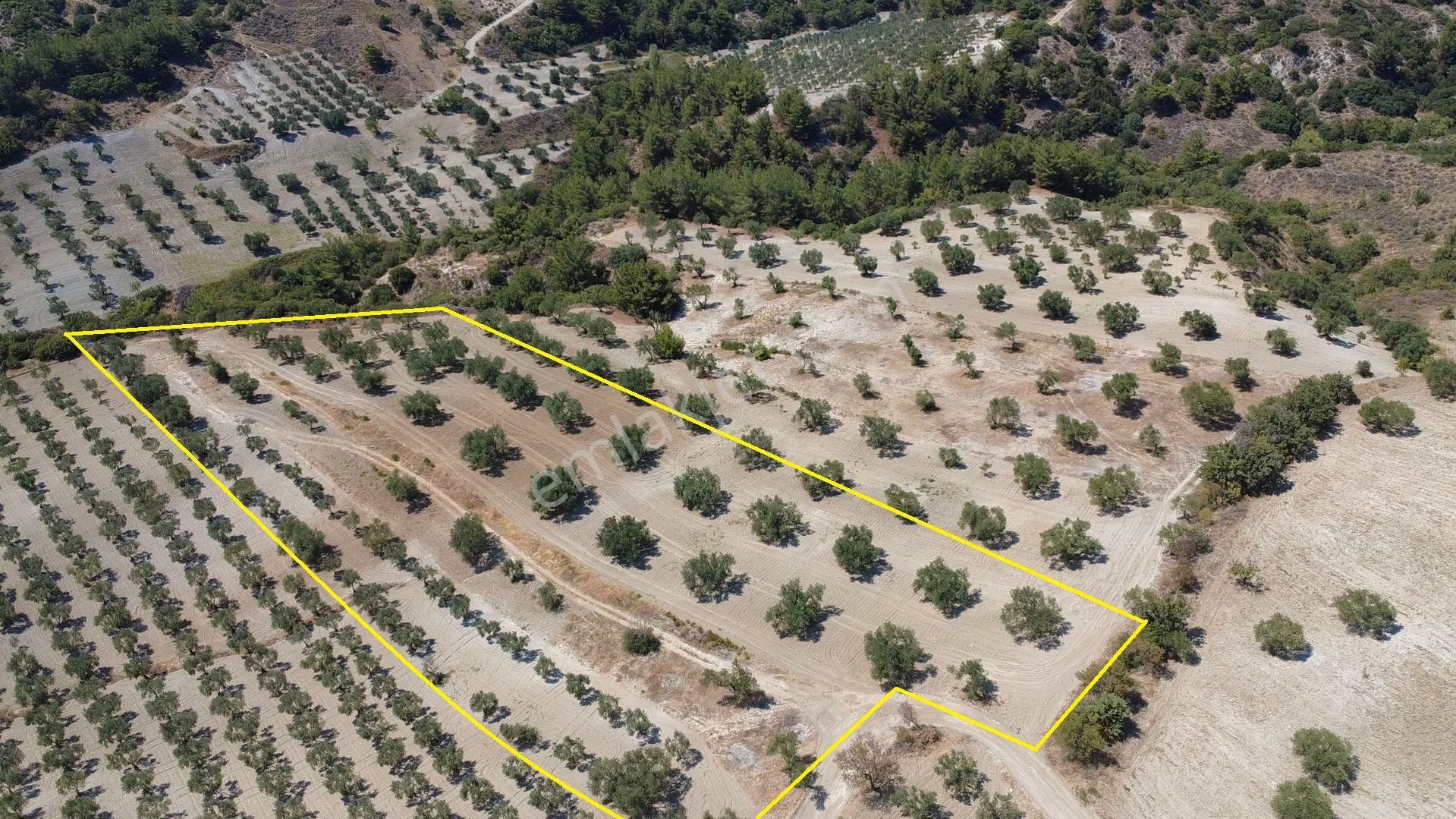 Hacımusa Da 10.200 M2 Zeytinlik , Yolu Var - Görsel 5