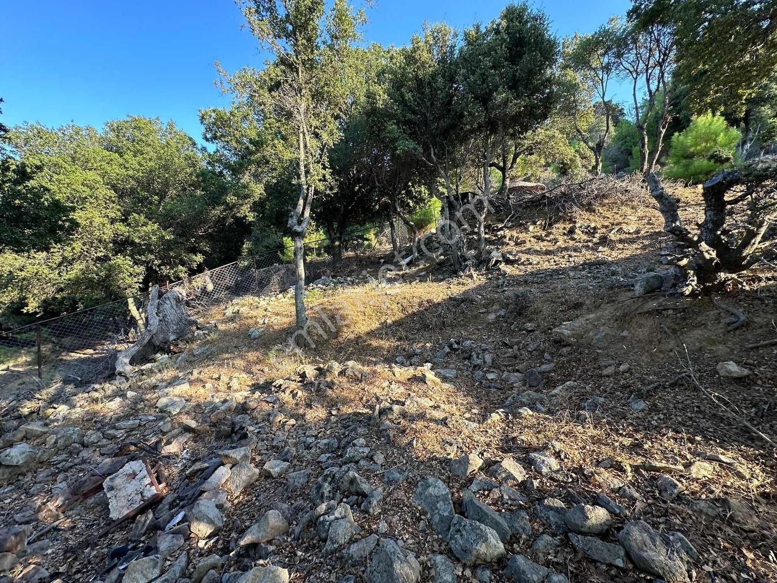 İmroz Emlak'tan Rihya Mevkii'de 1.186m2 Damlı Zeytinlik - Görsel 14