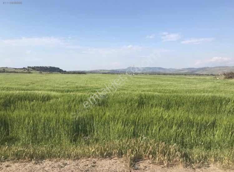 Ayvacık Gülpınarda 8900 Metrekare Kadastral Yolu Olan Tarla - Görsel 8