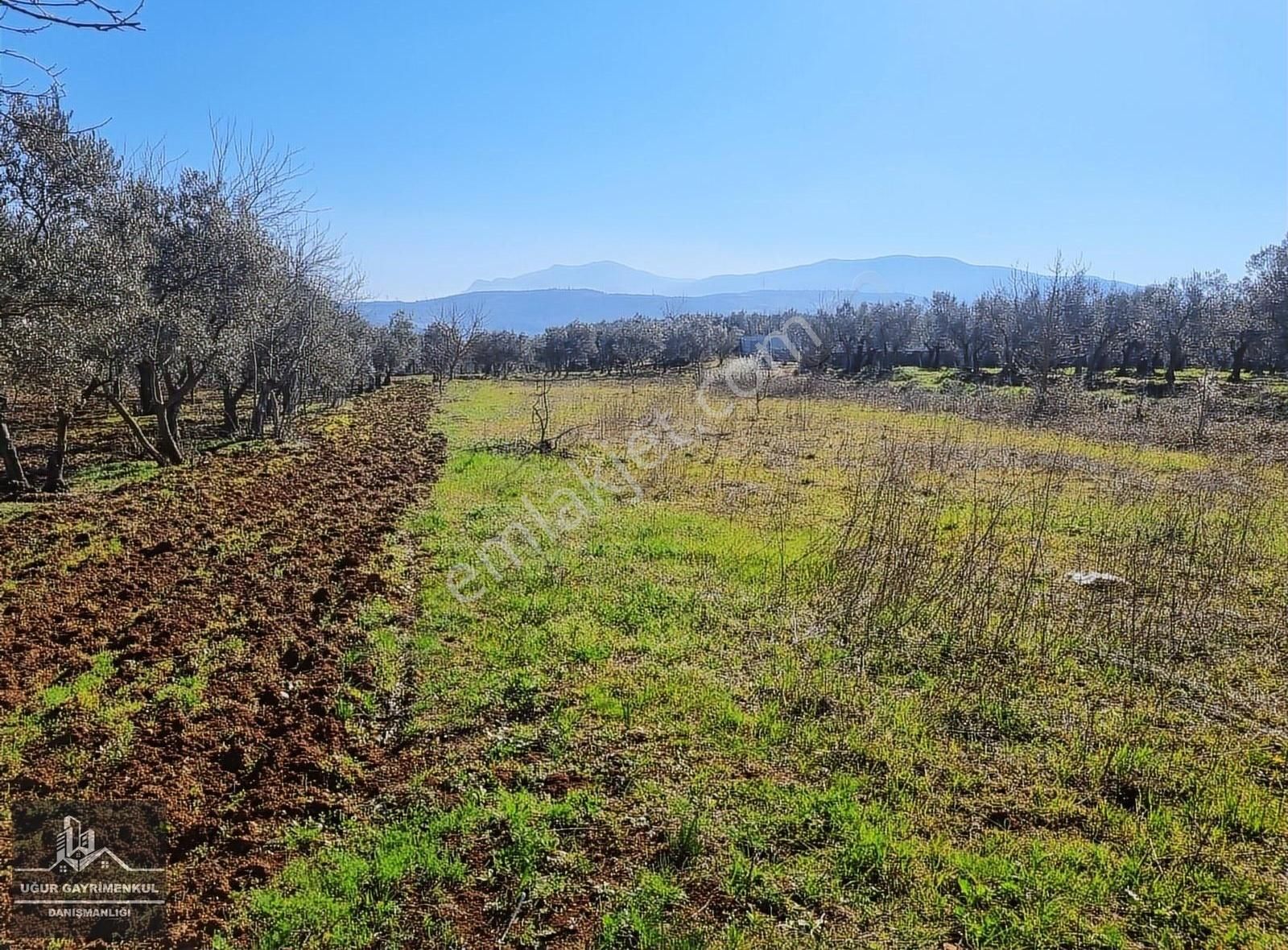Uğur Gayrimenkul'den Umurbey'de Yatırımlık Satılık Tarla